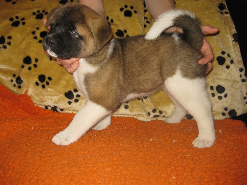 Puppies